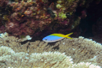 美しいテーブルサンゴとウメイロモドキ（タカサゴ科）の幼魚他の群れ。
東京都伊豆諸島式根島-2020年10月3日
Yellow and blueback fusilier (Caesio teres)
