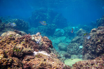 美しいテーブルサンゴとツノダシ（ツノダシ科）、オヤビッチャ（スズメダイ科）他の群れ。

東京都伊豆諸島式根島-2020年10月3日

Beautiful Table coral and a school of the Moorish Idol juvenile (Zanclus cornutus), Northern Sergeant Major (Abudefduf vaigiensis) an