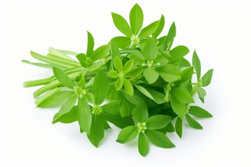 Obraz premium White background isolates fresh woodruff