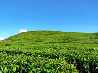Green field of tea plantation with blue sky