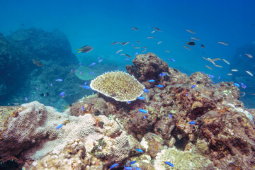 キホシスズメダイ、ソラスズメダイ（スズメダイ科）、ヤマブキベラ（ベラ科）他の群れ。
伊豆諸島式根島-2020年10月3日
Northern yellow-spotted chromis (Chromis yamakawai)
Heavenly Damselfish (Pomacentrus coelestis)
Yellow-brown wrasse (Thalassoma lutescens)
