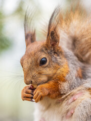 Obraz premium The squirrel with nut sits on a branches in the spring or summer.