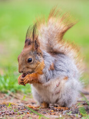 Squirrel eats a nut while sitting in green grass. Eurasian red squirrel, Sciurus vulgaris