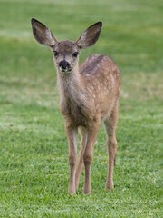 White-spotted Black-tailed Deer Fawn Grazing in Alert. Quail Hollow County Park, Santa Cruz County, California, USA.