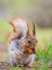 Squirrel eats a nut while sitting in green grass. Eurasian red squirrel, Sciurus vulgaris