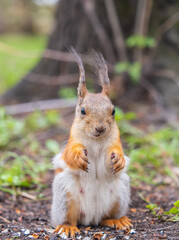 Squirrel eats a nut while sitting in green grass. Eurasian red squirrel, Sciurus vulgaris