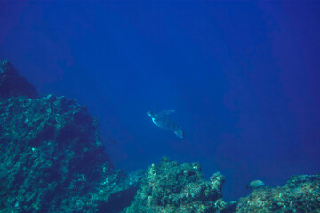 ゆったり泳ぐ美しく大きなアオウミガメ（ウミガメ科）。

東京都伊豆諸島式根島-2020年10月3日

A beautiful, large Green sea turtle (Chelonia mydas) swims leisurely.
