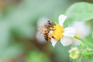 Worker bees are searching for nectar in wild flowers makes the pollen of flowers stick to the body....