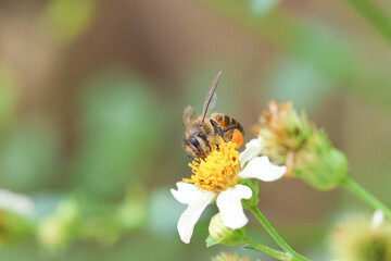 Worker bees are searching for nectar in wild flowers makes the pollen of flowers stick to the body. and helps in pollinating