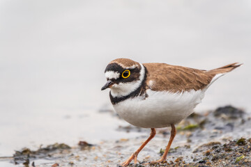 Little ringed plover (Charadrius dubius), bird standing on the lake shore