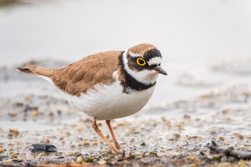 Little ringed plover (Charadrius dubius), bird standing on the lake shore