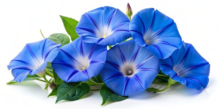 Blue Morning Glory Flower Bouquet with Green Leaves, white background, floral, nature, bloom, flower, botany
