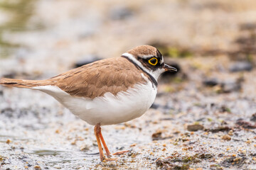 Little ringed plover (Charadrius dubius), bird standing on the lake shore