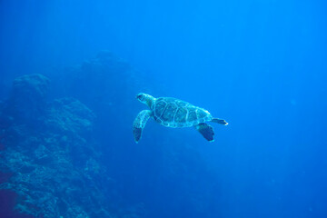 ゆったり泳ぐ美しく大きなアオウミガメ（ウミガメ科）。

東京都伊豆諸島式根島-2020年10月3日

A beautiful, large Green sea turtle (Chelonia mydas) swims leisurely.
