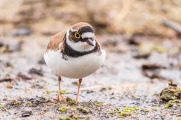 Little ringed plover (Charadrius dubius), bird standing on the lake shore