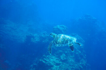 ゆったり泳ぐ美しく大きなアオウミガメ（ウミガメ科）。

東京都伊豆諸島式根島-2020年10月3日

A beautiful, large Green sea turtle (Chelonia mydas) swims leisurely.
