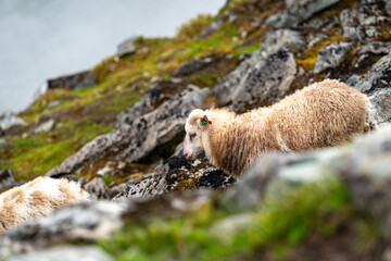 sheeps on the Romsdalseggen trail in the mountains of Andalsnes Norway in summer fog