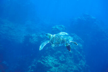 ゆったり泳ぐ美しく大きなアオウミガメ（ウミガメ科）。

東京都伊豆諸島式根島-2020年10月3日

A beautiful, large Green sea turtle (Chelonia mydas) swims leisurely.
