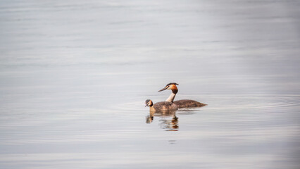 Two Great Crested Grebes swim in the lake