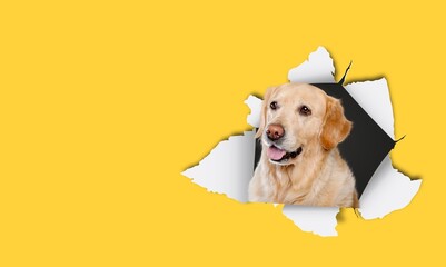 A joyful dog poking through colored torn paper