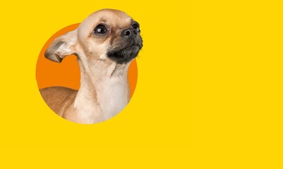 A joyful dog poking through colored torn paper