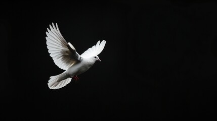 Obraz premium White Dove flying, isolated on black background