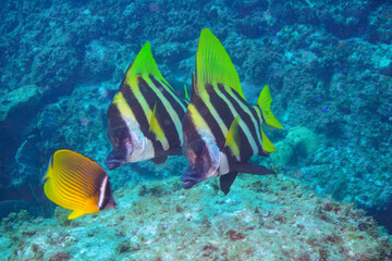 美しく大きなテングダイ（カワビシャ科）他の群れ。

東京都伊豆諸島式根島-2020年10月3日

A beautiful and large Banded boarhead (Striped boarfish) and others.
