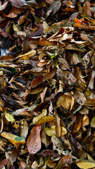 A bunch of fallen dry leaves close up background Outdoor
