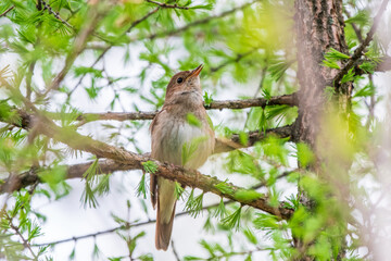 Thrush Nightingale, Luscinia luscinia. A bird sits on a tree branch and sings