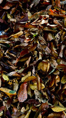 A bunch of fallen dry leaves close up background Outdoor