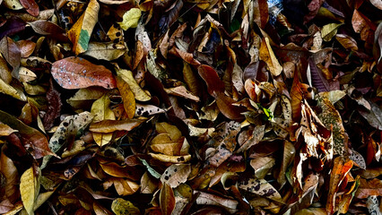 A bunch of fallen dry leaves close up background Outdoor
