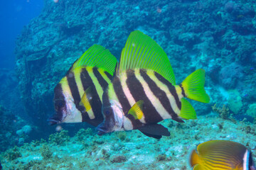 美しく大きなテングダイ（カワビシャ科）他の群れ。

東京都伊豆諸島式根島-2020年10月3日

A beautiful and large Banded boarhead (Striped boarfish) and others.
