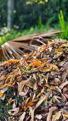 A bunch of fallen dry leaves close up background Outdoor