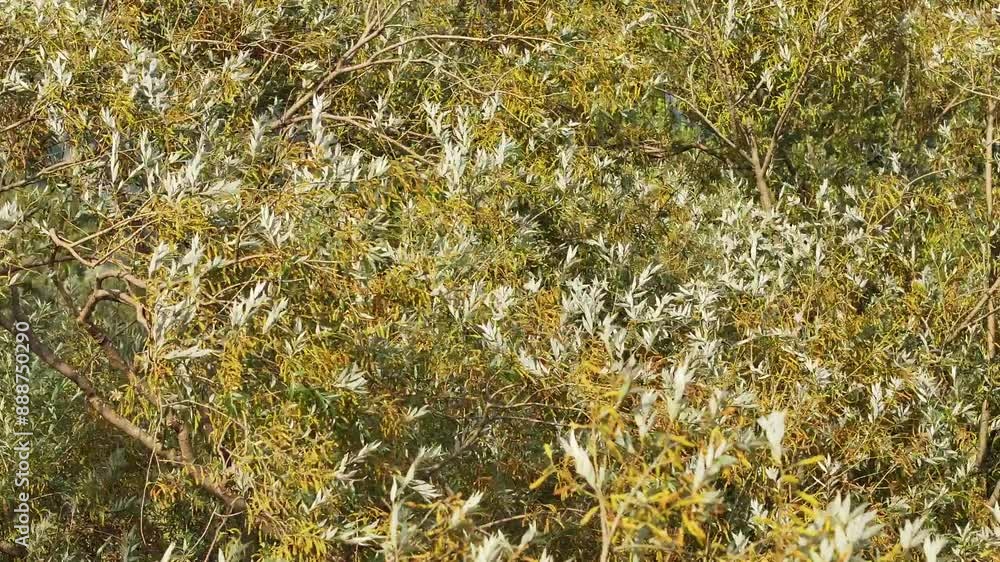 Poster tree branches gently sway in the wind, capturing the essence of nature and its rhythms.