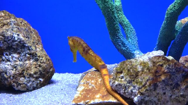 Closeup shot of the Yellow seahorse, Hippocampus kuda, swimming underwater. 4K