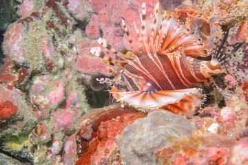 広げた羽根が美しいキリンミノ（フサカサゴ科）。

東京都伊豆諸島式根島-2020年10月3日

学名：Zebra turkeyfish (Dendrochirus zebra) 
