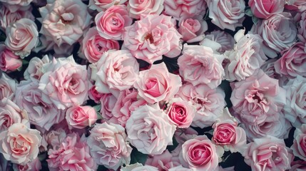 Close-up of soft pink roses in full bloom, capturing their delicate beauty and intricate petals