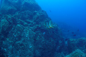 大きく美しいツバメウオ（ツバメウオ属）他の群れ。

東京都伊豆諸島式根島-2020年10月3日

A school of large, beautiful Longfin Batfish (Platax teira) and others.

