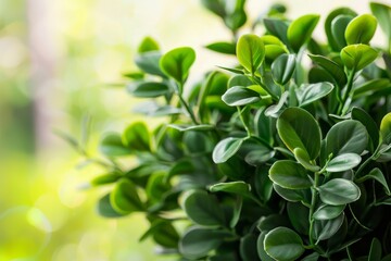 Obraz premium Plant made of boxwood