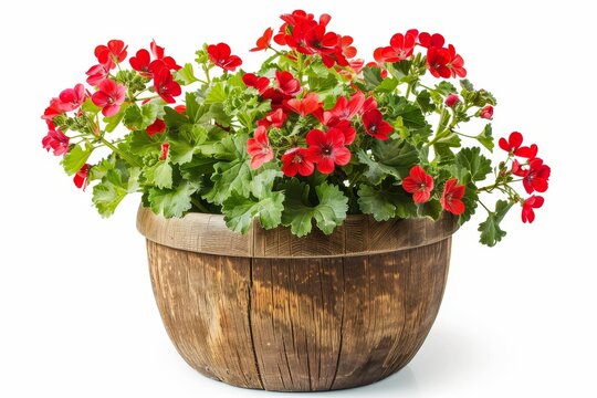 Red geranium flower in a large wooden pot isolated on white background
