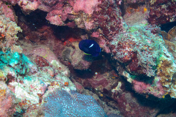 可愛いアブラヤッコ（キンチャクダイ科）他。

東京都伊豆諸島式根島-2020年10月3日

Keyhole Angelfish (Centropyge tibicen) 
