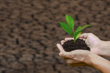 Two hands are planting the seedlings into the soil.