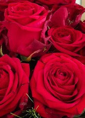 Rote Rosen intensiv