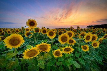 Obraz premium Beautiful sunset over sunflowers field