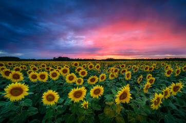 Fototapeta premium Beautiful sunset over sunflowers field