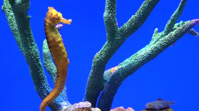 Closeup shot of the Yellow seahorse, Hippocampus kuda, swimming underwater. 4K