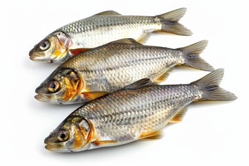 Obraz premium Sprats on white background