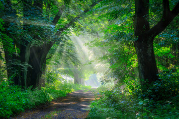 Beautiful sunny morning in green forest