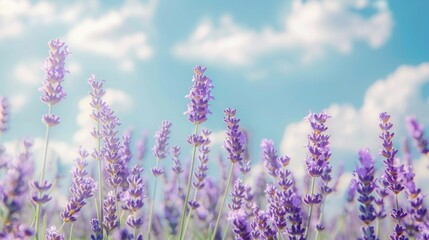 Naklejka premium Blooming lavender field under blue sky