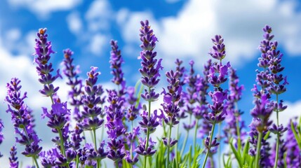 Naklejka premium Blooming lavender field under blue sky